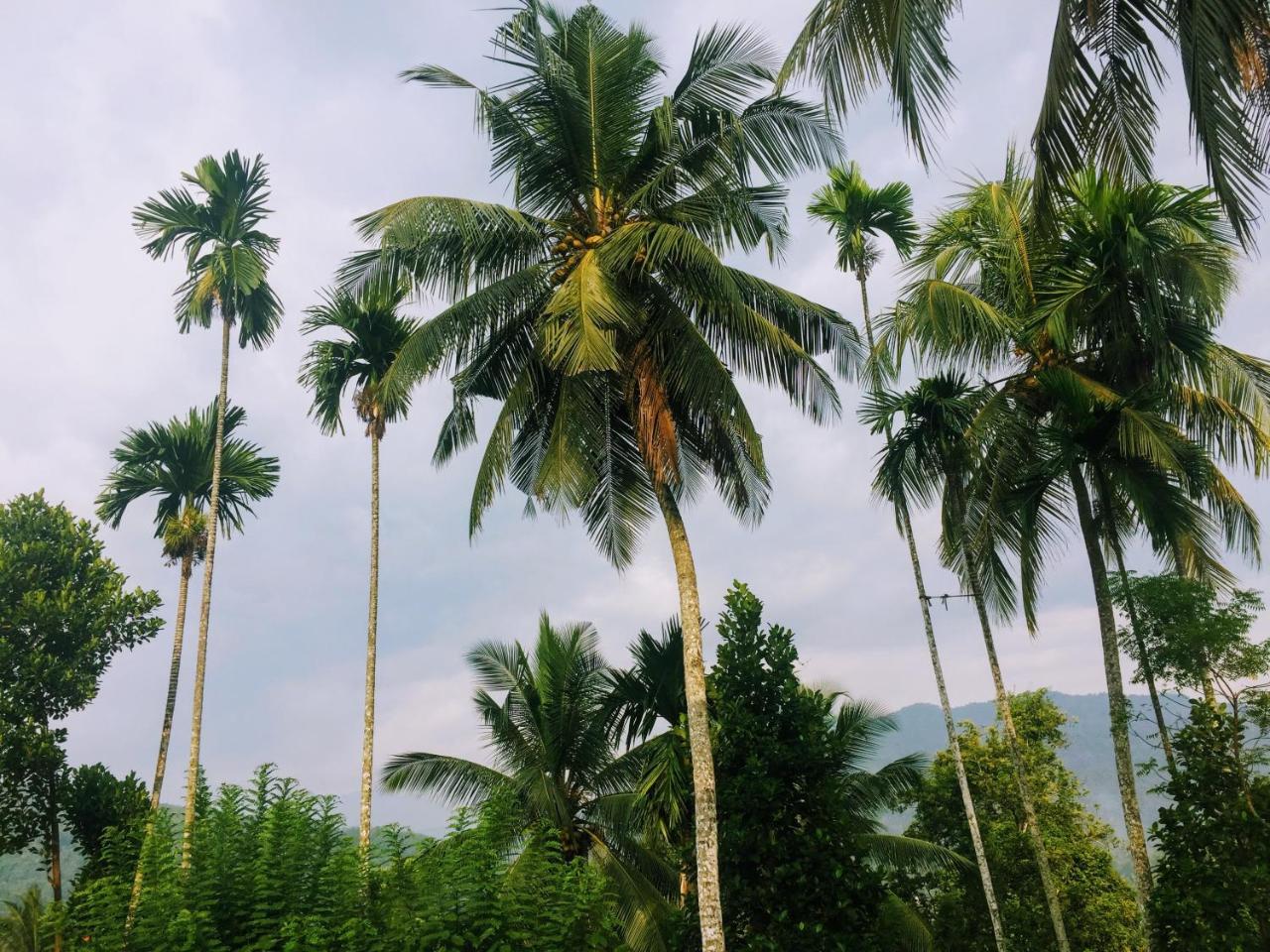 Summer Ridge - Homestay Ratnapura Eksteriør billede
